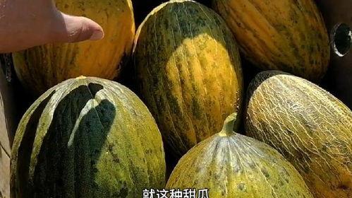 喜欢的人突然吃瓜,揭秘我与心仪之人意外邂逅的甜蜜瞬间