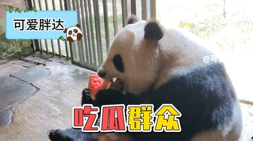 吃瓜看熊猫视频,吃瓜看熊猫，欢乐无限