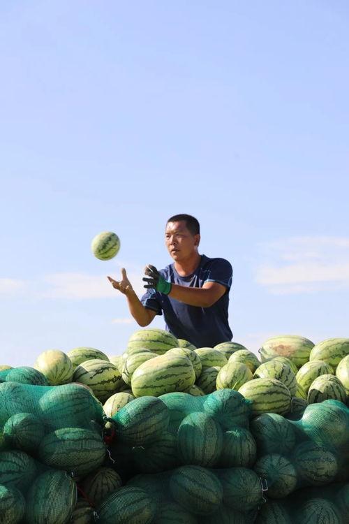 甘肃金昌吃瓜,甘肃金昌的甜蜜食光之旅