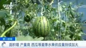 夸克吃瓜群众