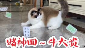 吃瓜机智的表现