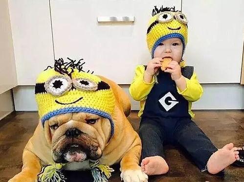家狗吃瓜不