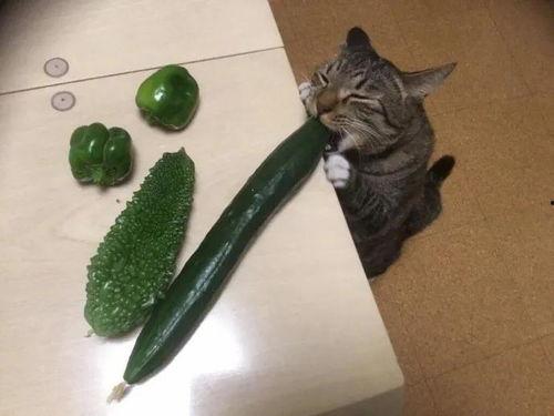 星星猫吃瓜
