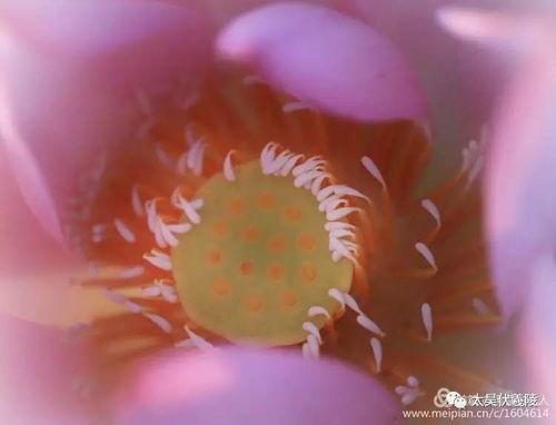 小呆呆吃瓜,小呆呆的瓜田奇遇记