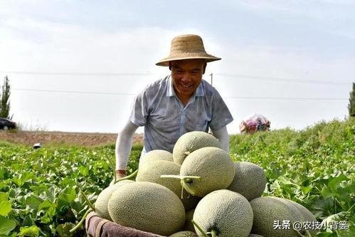 吃蜜瓜发苦,揭秘甜蜜背后的苦涩真相