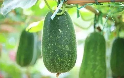 吃瓜421文章,一场网络热点的狂欢与反思