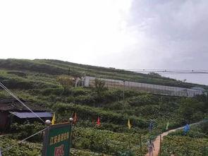 河北邯郸鸡泽吃瓜事件,一场引发热议的网络狂欢
