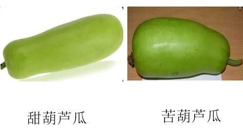 葫芦瓜哺乳期可以吃吗,哺乳期妈妈葫芦瓜食用指南