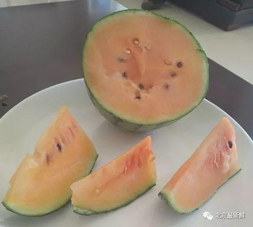 吃瓜色瓜,揭秘瓜类美食的诱惑与魅力