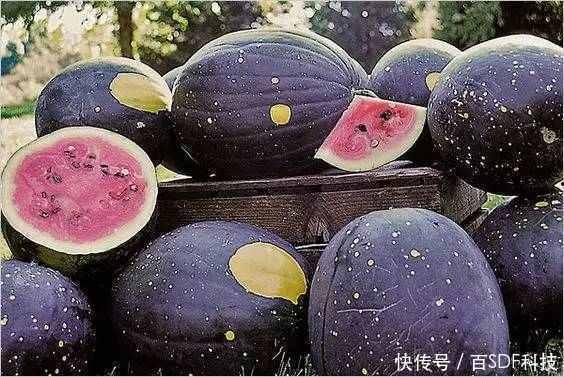 减肥可以吃黑皮瓜,天然低卡美食，轻松享瘦新选择