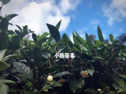 白树高地吃瓜,揭秘神秘瓜果背后的传奇故事