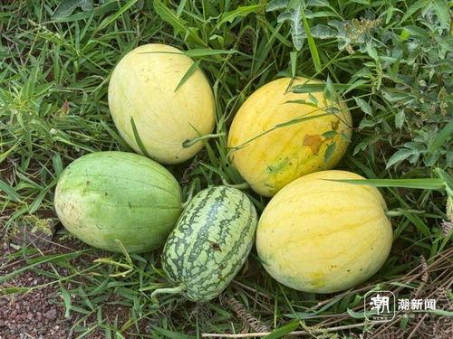 梦到吃瓜 瓜里长虫,吃瓜遇虫，揭秘潜意识中的恐惧与期待