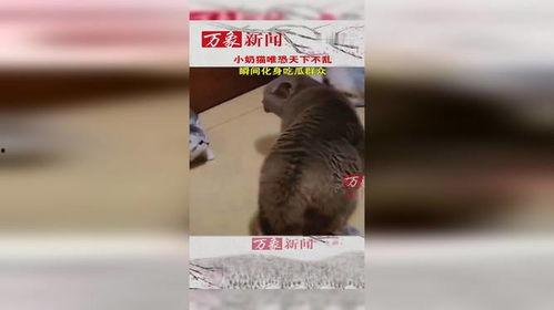 猫咪吃瓜群众视频