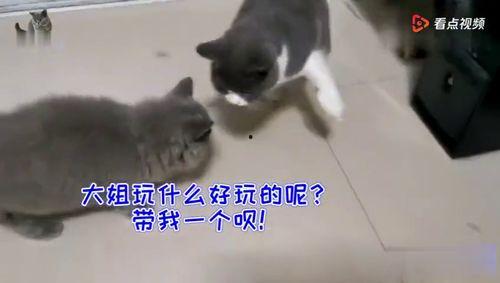 猫咪吃瓜群众视频