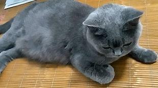猫咪吃瓜群众视频