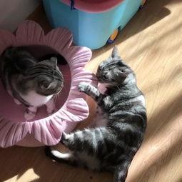 猫伸头吃瓜,猫儿探瓜奇遇记